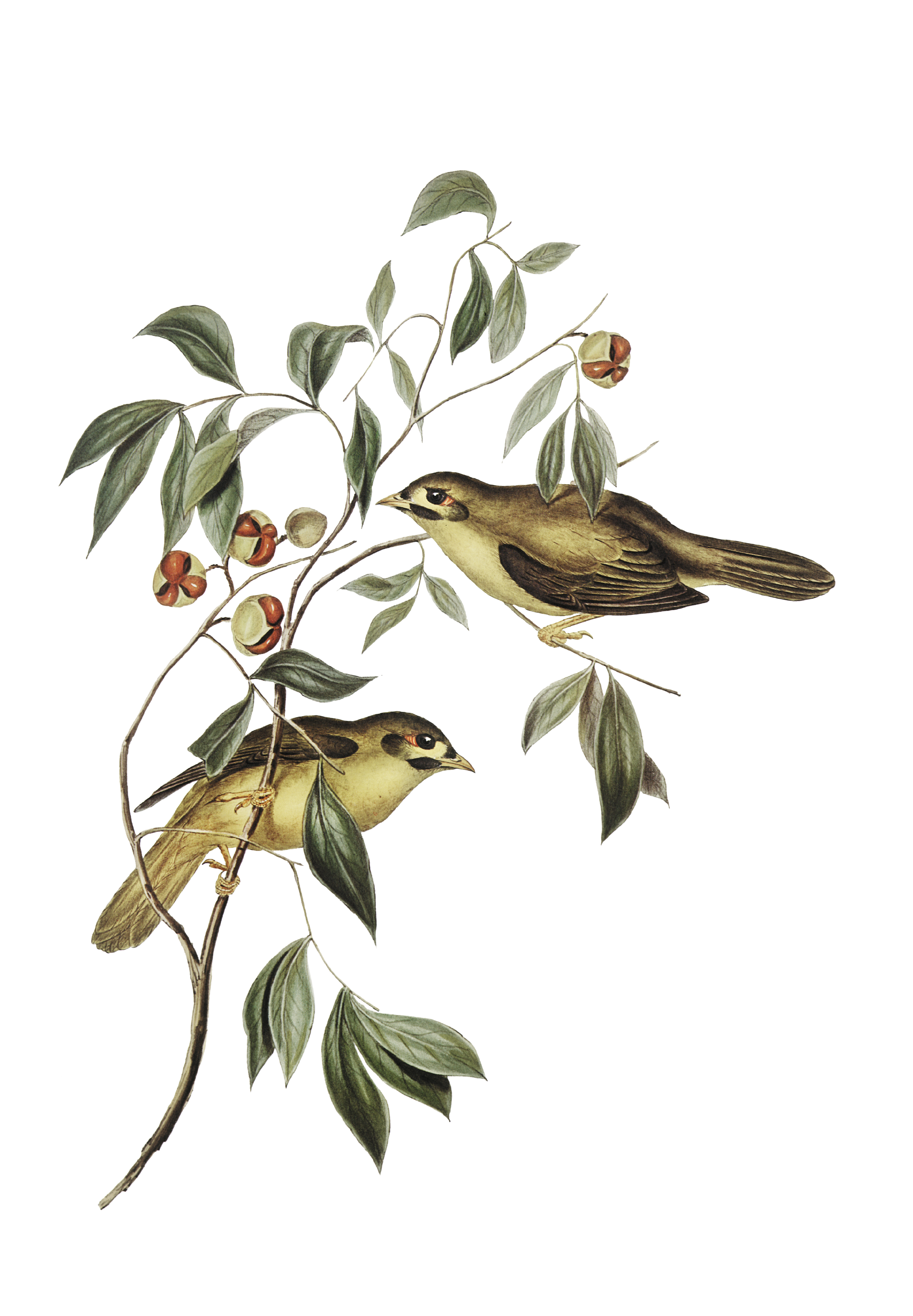 vintage image of two birds on a branch.