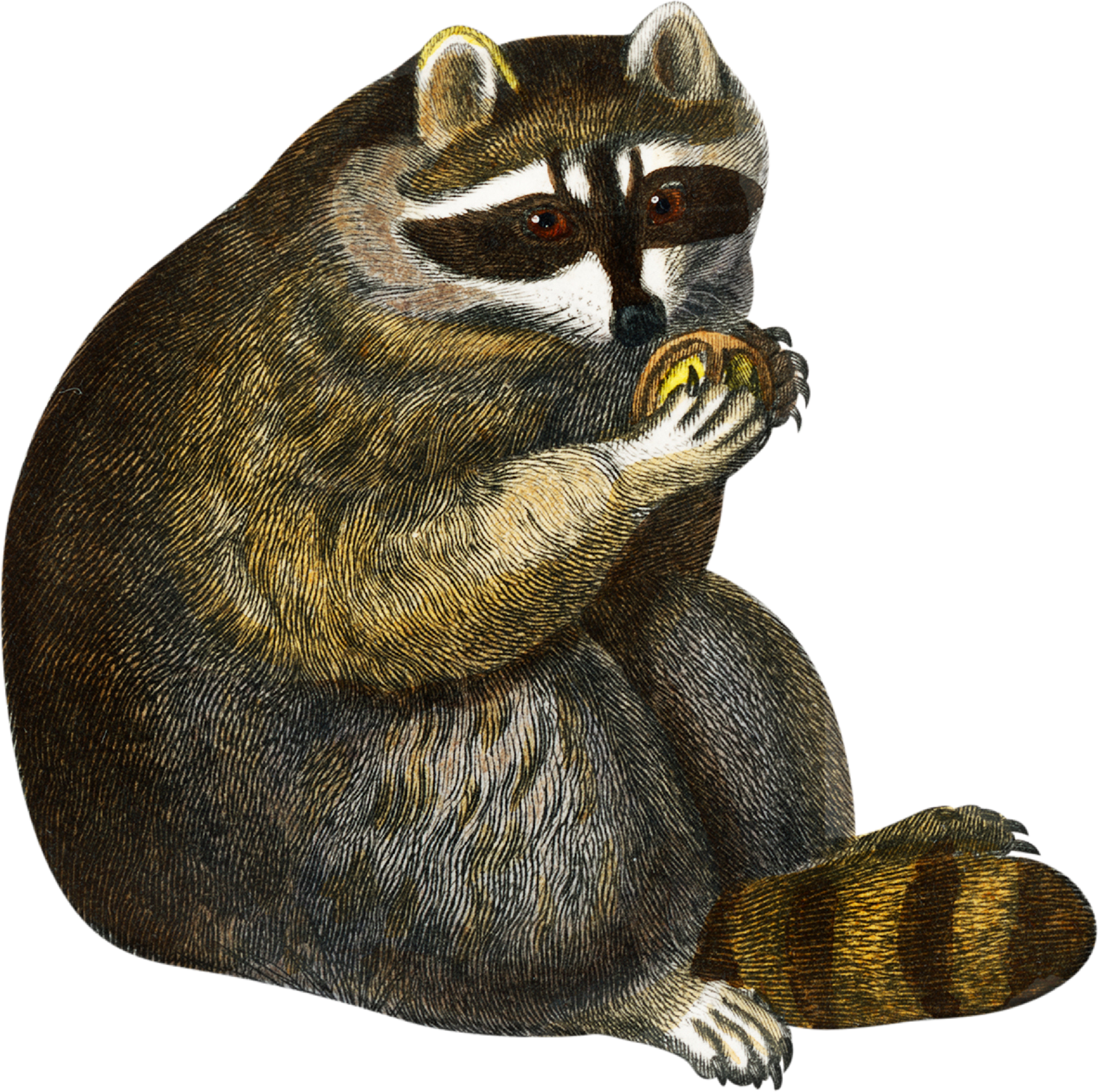 vintage image of a raccoon holding food